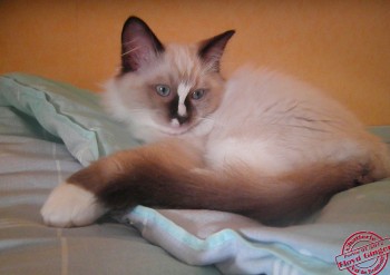 Hermés - Mâle Seal Point Mitted - Chatterie Ragdolls du Val de Beauvoir